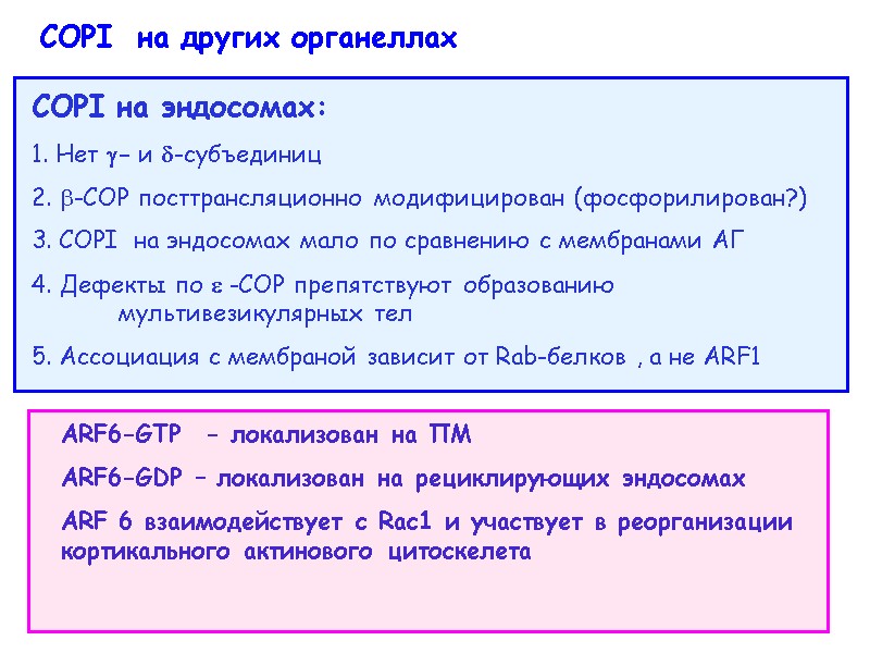 COPI на эндосомах: 1. Нет - и -субъединиц 2. -COP посттрансляционно модифицирован (фосфорилирован?) 3.